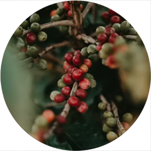 콜롬비아 디카페인(Colombia Decaffeine)